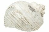 Fossil Gastropod (Galeodea) - Twin Rivers, Washington #212113-1